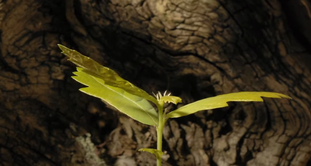 8 meilleurs films en time lapse